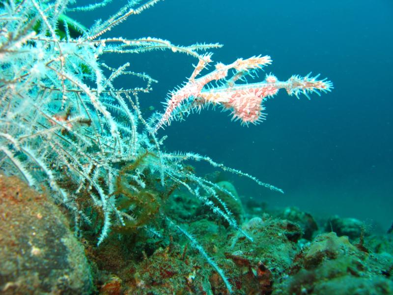 ornate ghost pipefish i think