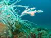 ornate ghost pipefish i think