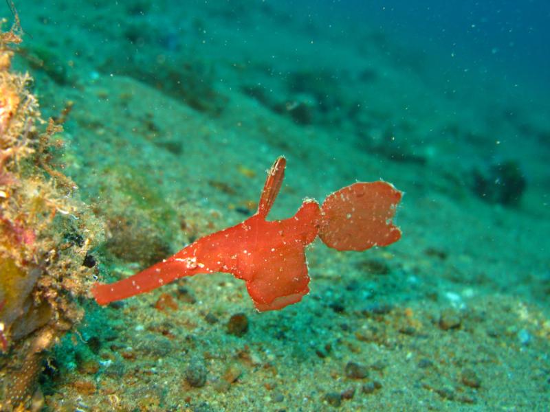 robust ghost pipefish