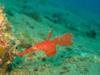 robust ghost pipefish