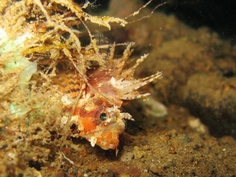 juvenile scorpionfish