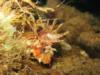 juvenile scorpionfish