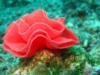 i call this my sea rose
