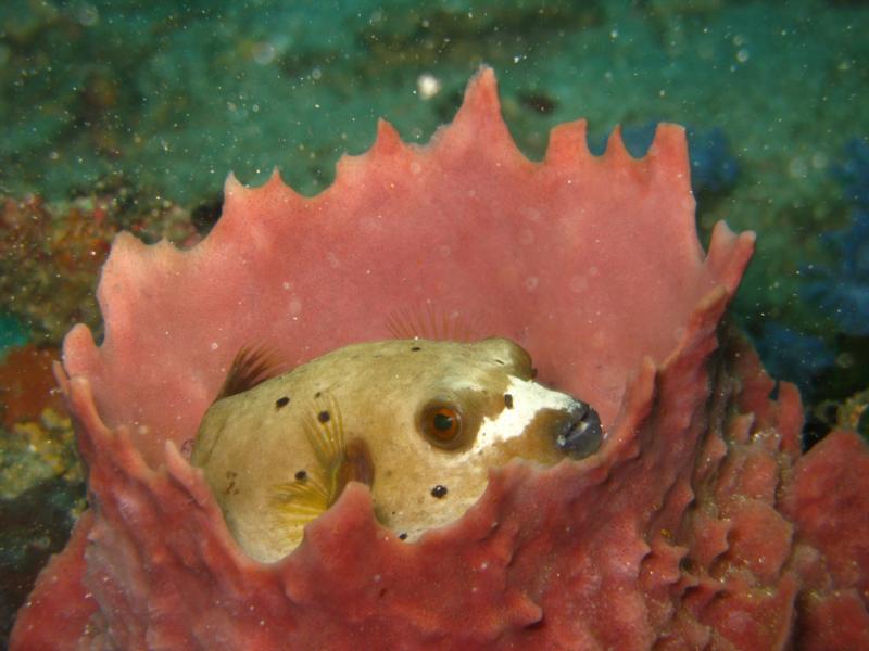 puffer in basket coral cutie!