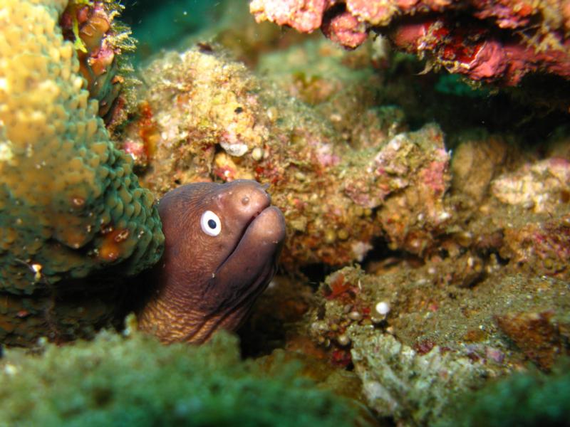 moray eel