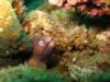 moray eel