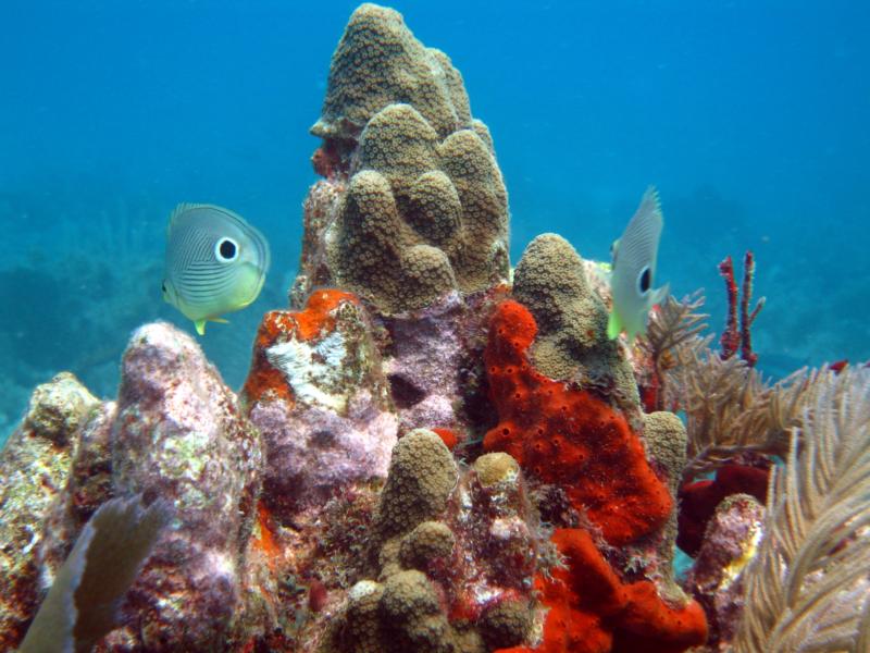 Molassas Reef Key Largo
