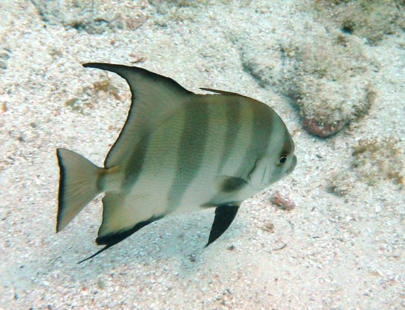 Spadefish