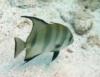 Spadefish