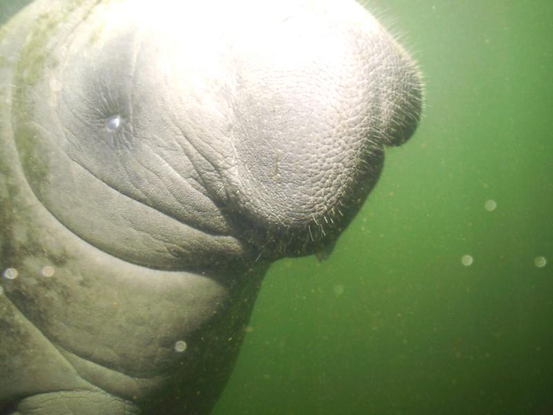 Manatee or Womanatee?