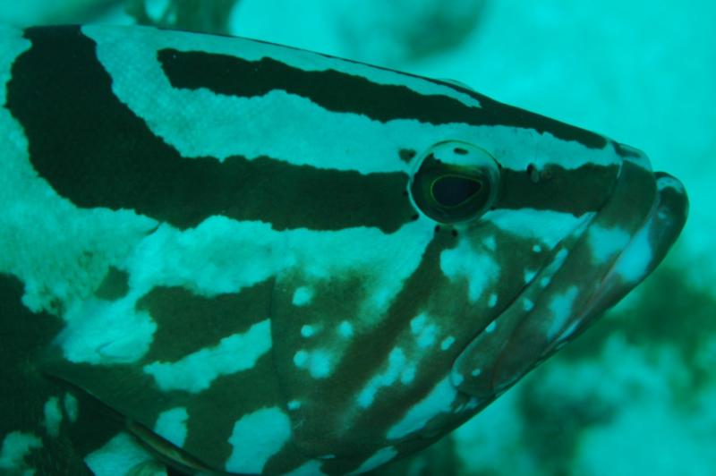 Nassau Grouper