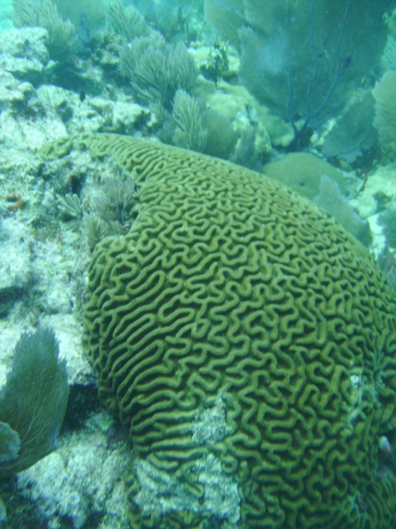 Molasses reef