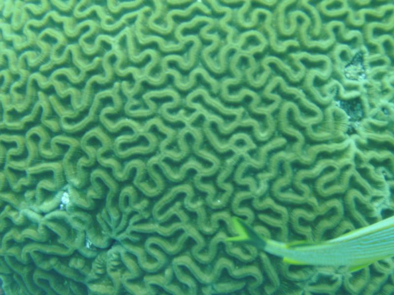 Molasses reef