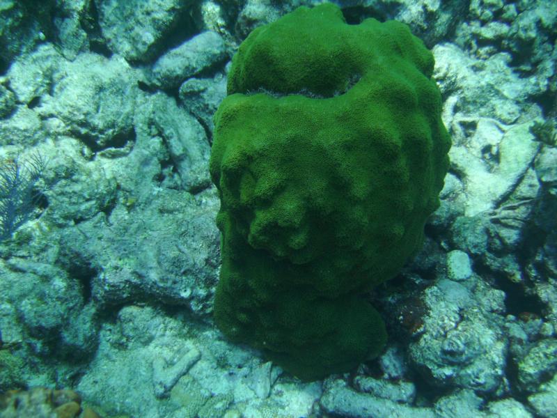 Molasses reef