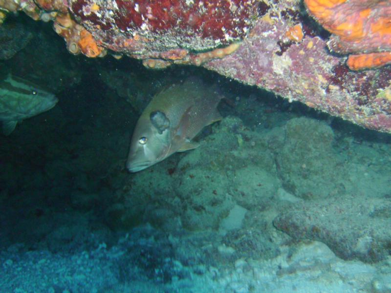 Molasses reef