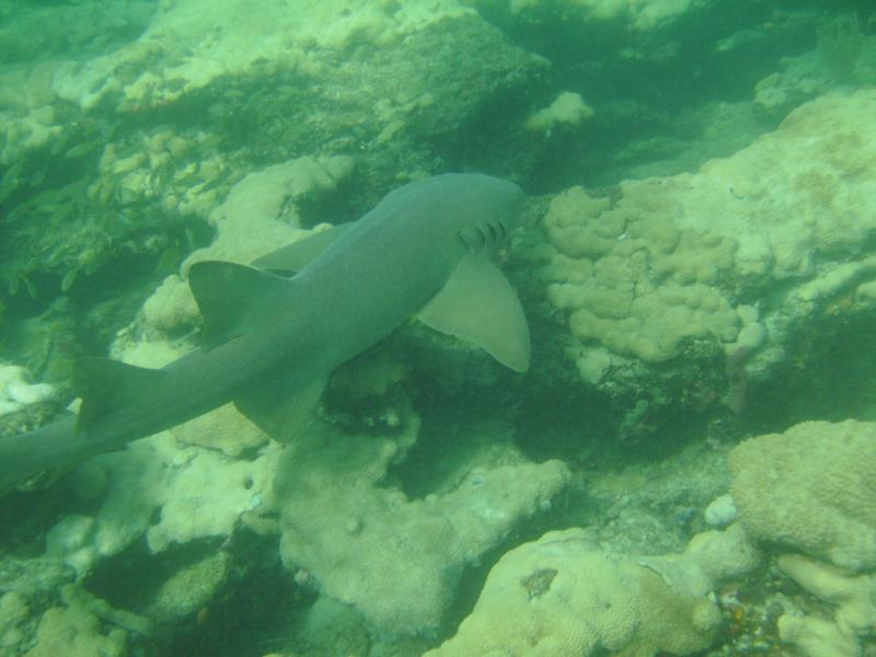 Nurse Shark on Commercial Beach