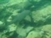 Nurse Shark on Commercial Beach