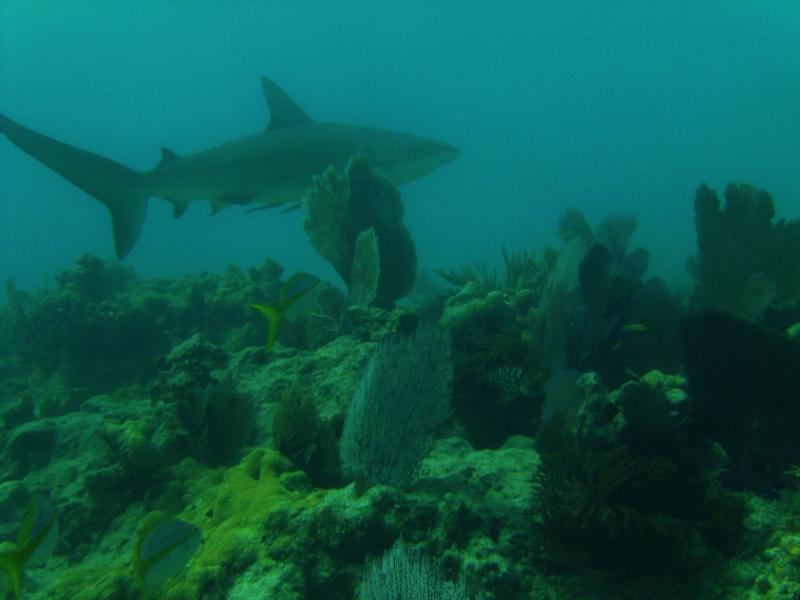 Rocky - Key West - Reef Shark