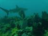 Rocky - Key West - Reef Shark