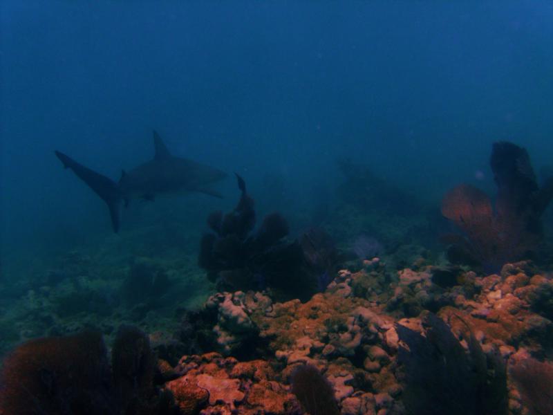 Rocky - Key west - Reef Shark