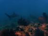 Rocky - Key west - Reef Shark