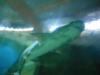 Napier Shark Tank, New Zealand- seven gill that bit my leg 
