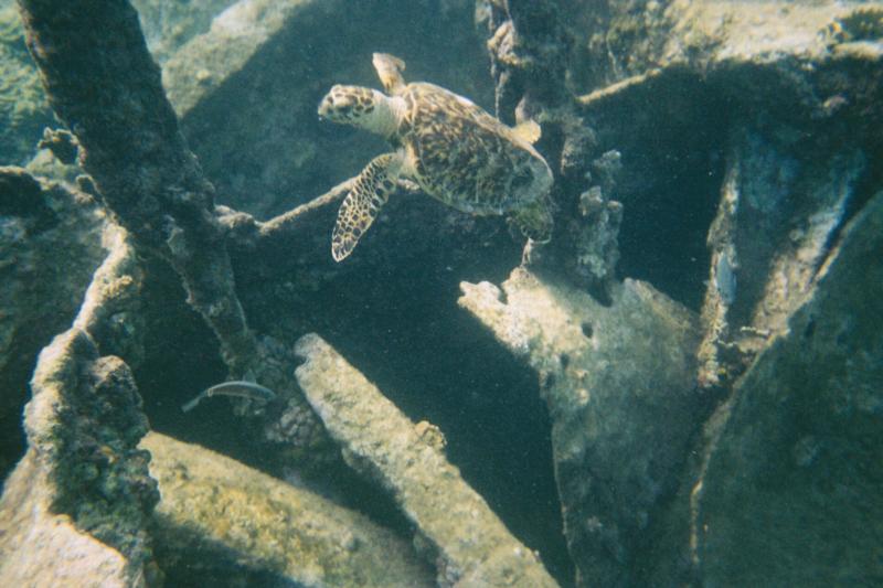 Jr sea turtle