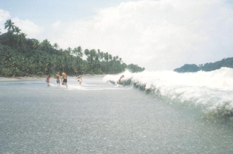 Gorgona Playa Palmeras