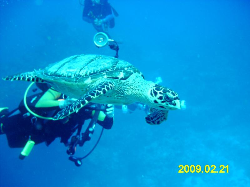 Young turtle,Columbia Deep
