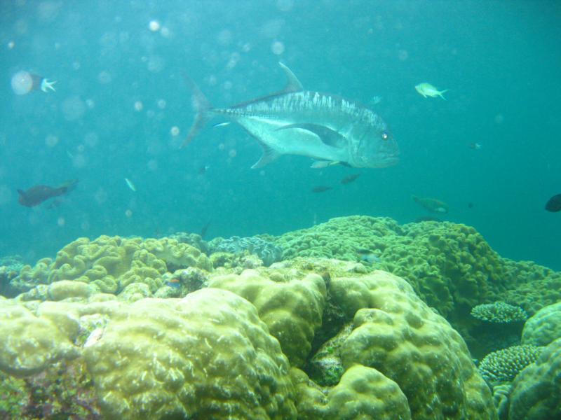 Giant Trevally