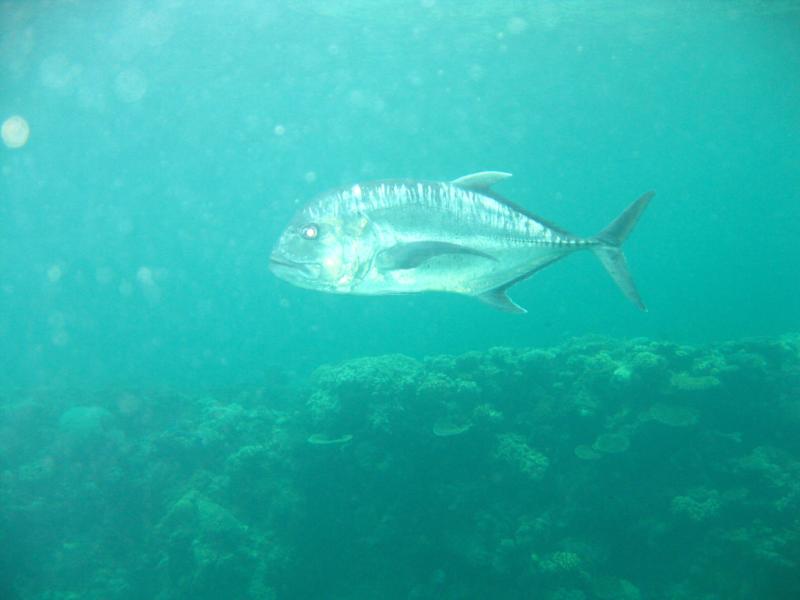 Giant Trevally GBR Australia