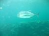 Giant Trevally GBR Australia