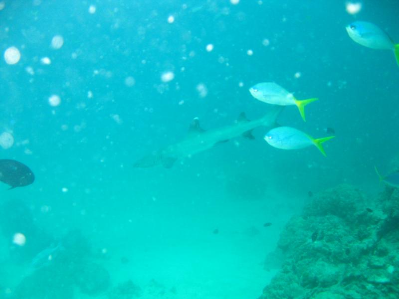 White Tip reef Shark ’Norman Reef’’ Cairns GBR