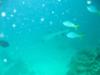 White Tip reef Shark ’Norman Reef’’ Cairns GBR
