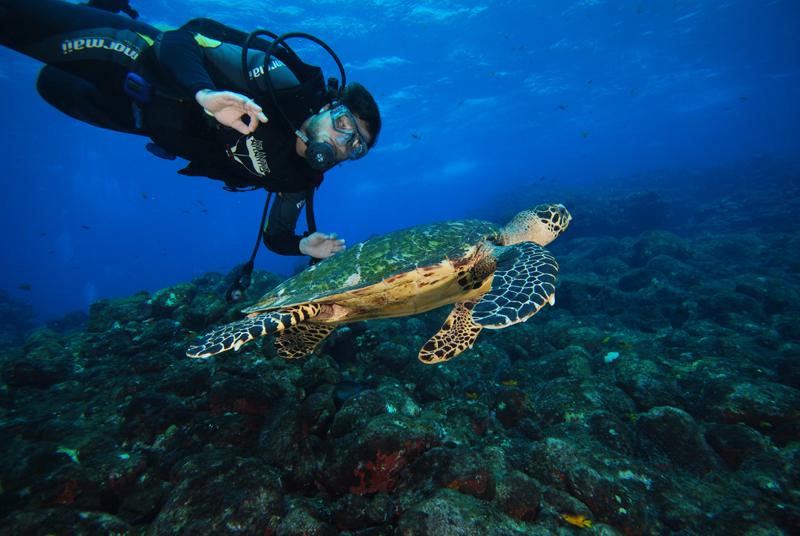 turtle and I
