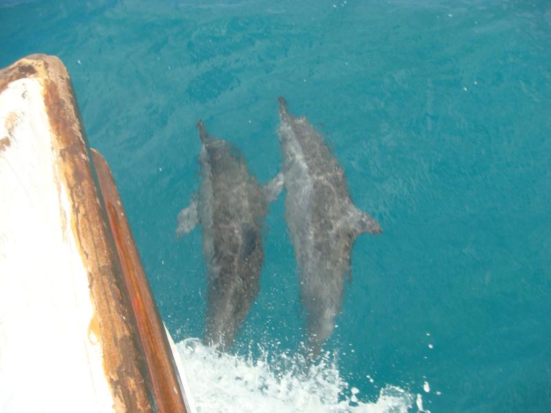 Dolphins