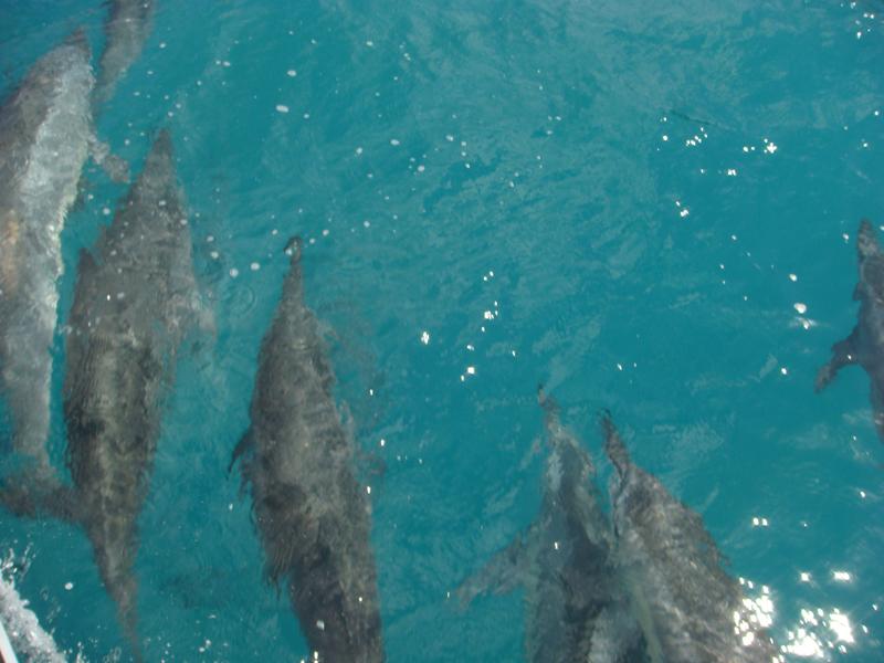 more dolphins