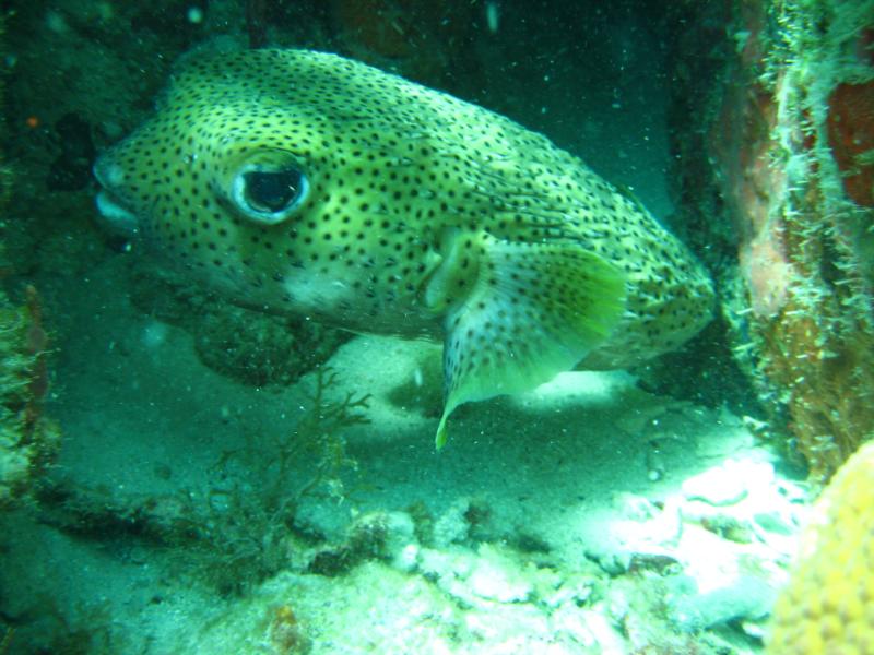 friendly fish