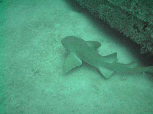 Itty Bitty shark in FL