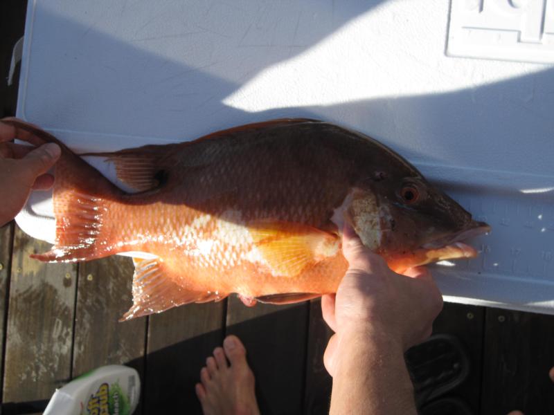 16"incher