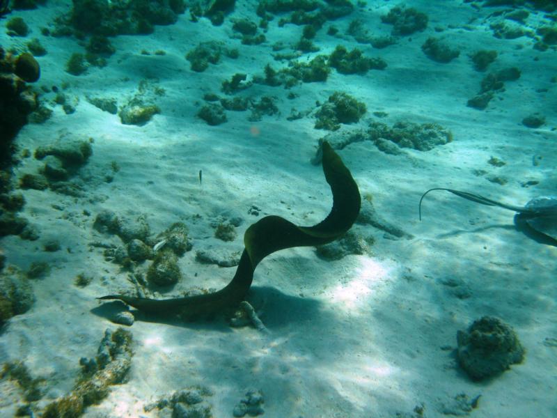 moray grand cayman