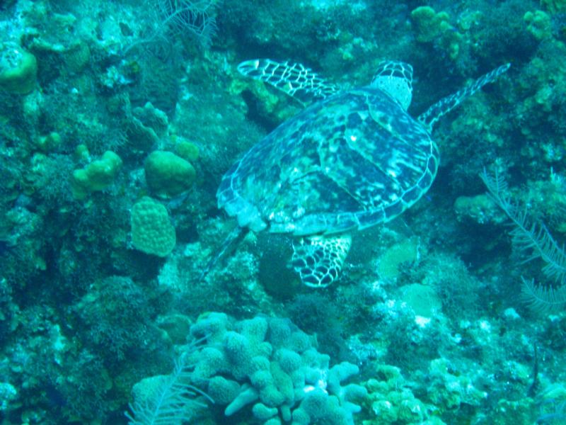 turtle Grand Cayman
