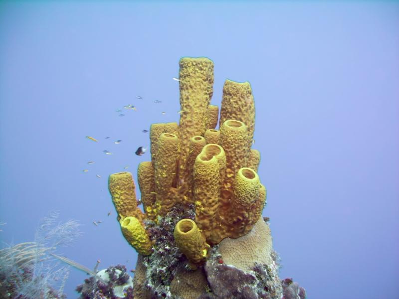 Sponges - Cayman Brac 2006