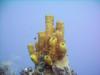 Sponges - Cayman Brac 2006