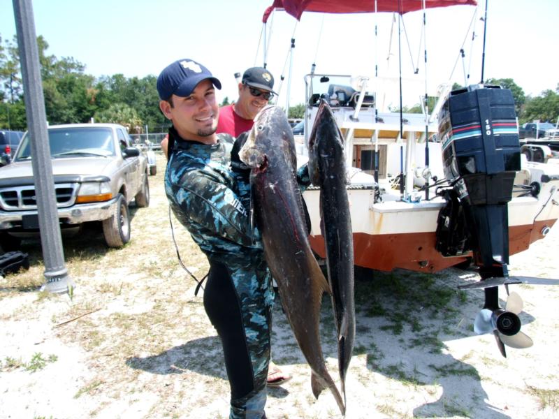 Cuda and Cobia