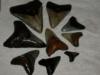 Megalodon teeth I retrieved from NC dive !