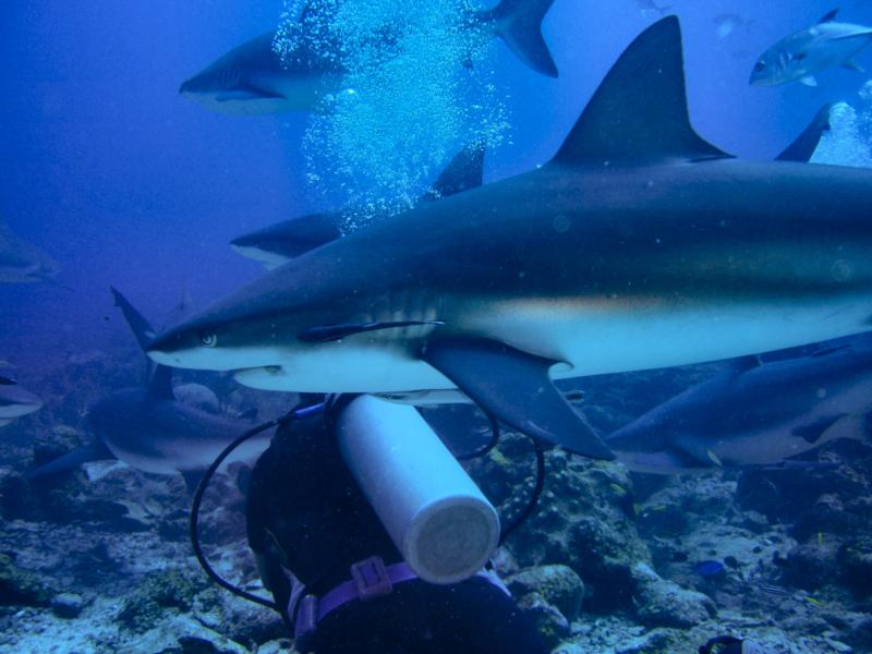 Sharks !! Roatan 