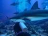 Sharks !! Roatan 