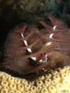 christmas tree worm, Curacao 8/2009