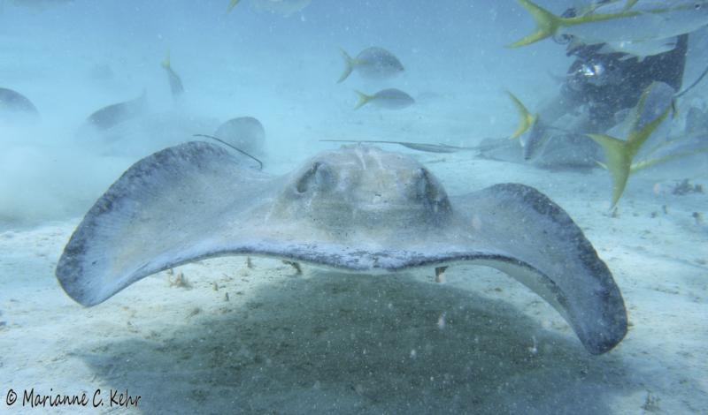 Cayman stingray